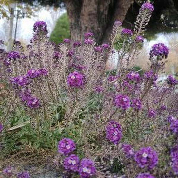 علی علیشاهی