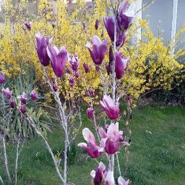 آمنه حاجی مومجی