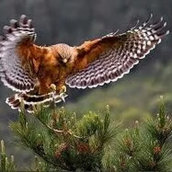 سیا لاهیجانی