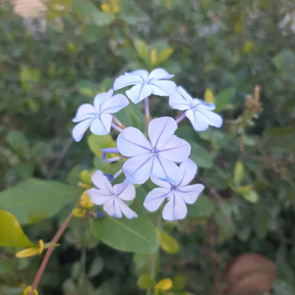 فاطمه جهانی