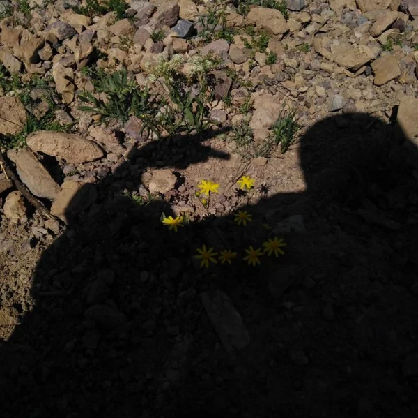 محدثه حسین زاده