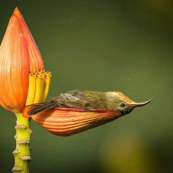 کیان غفارپور