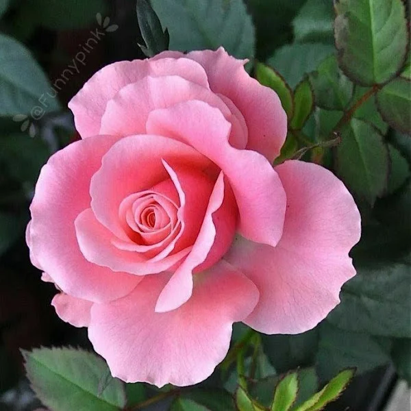 یعقوب کاظمی