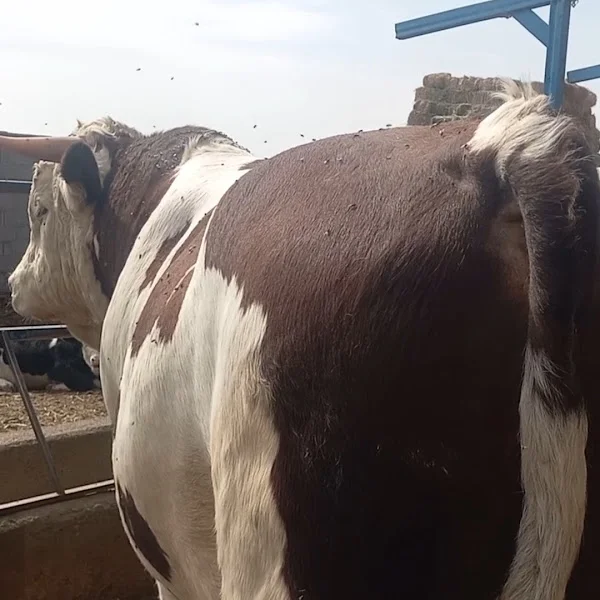 Ibrahim Taslimi (Gavdaran_khajeh _dezaj)